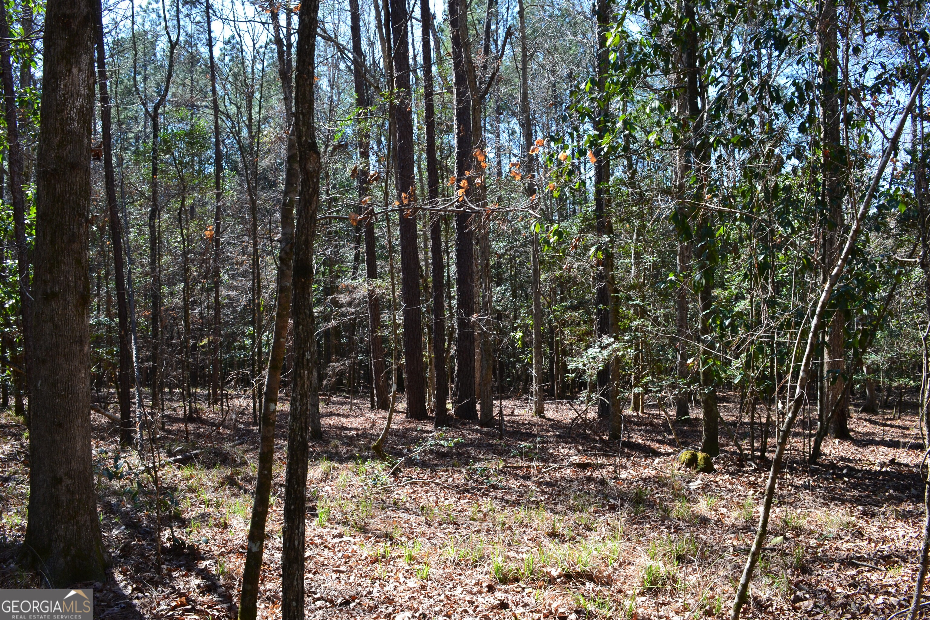 0 Mark Wood Road Dexter, GA 31019 - Photo 6 of 8 a view of a forest filled with trees