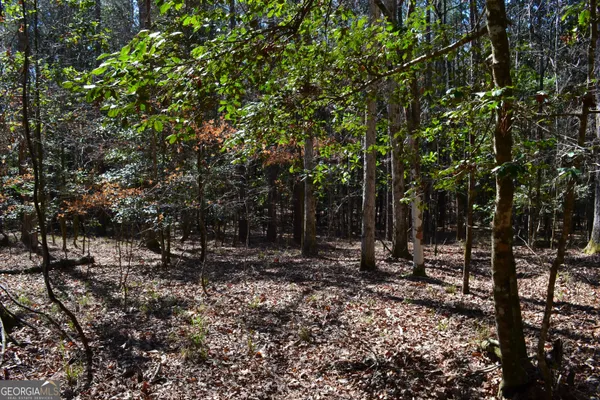 a view of a forest with trees