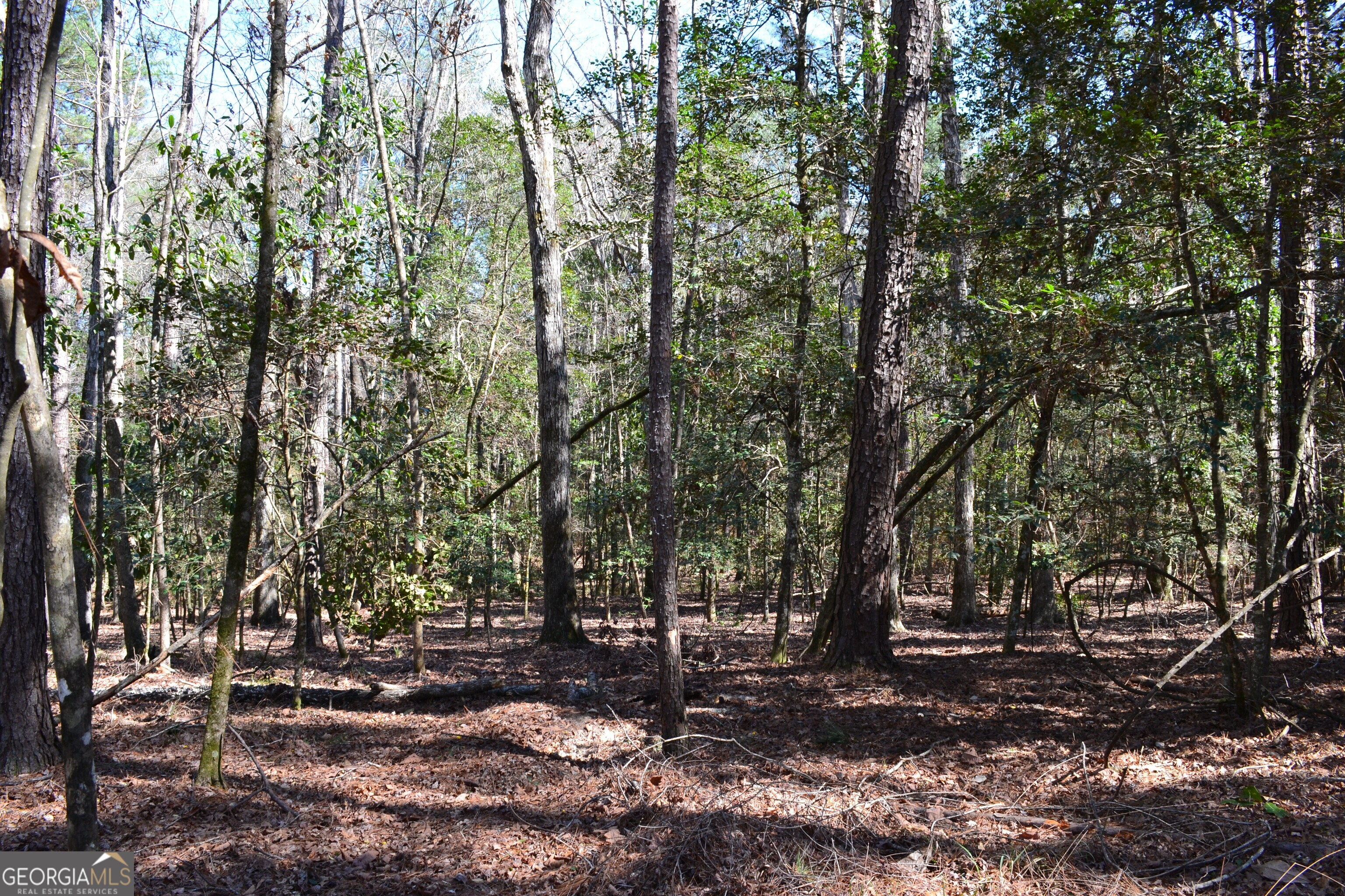 0 Mark Wood Road Dexter, GA 31019 - Photo 8 of 8 a view of a forest with trees