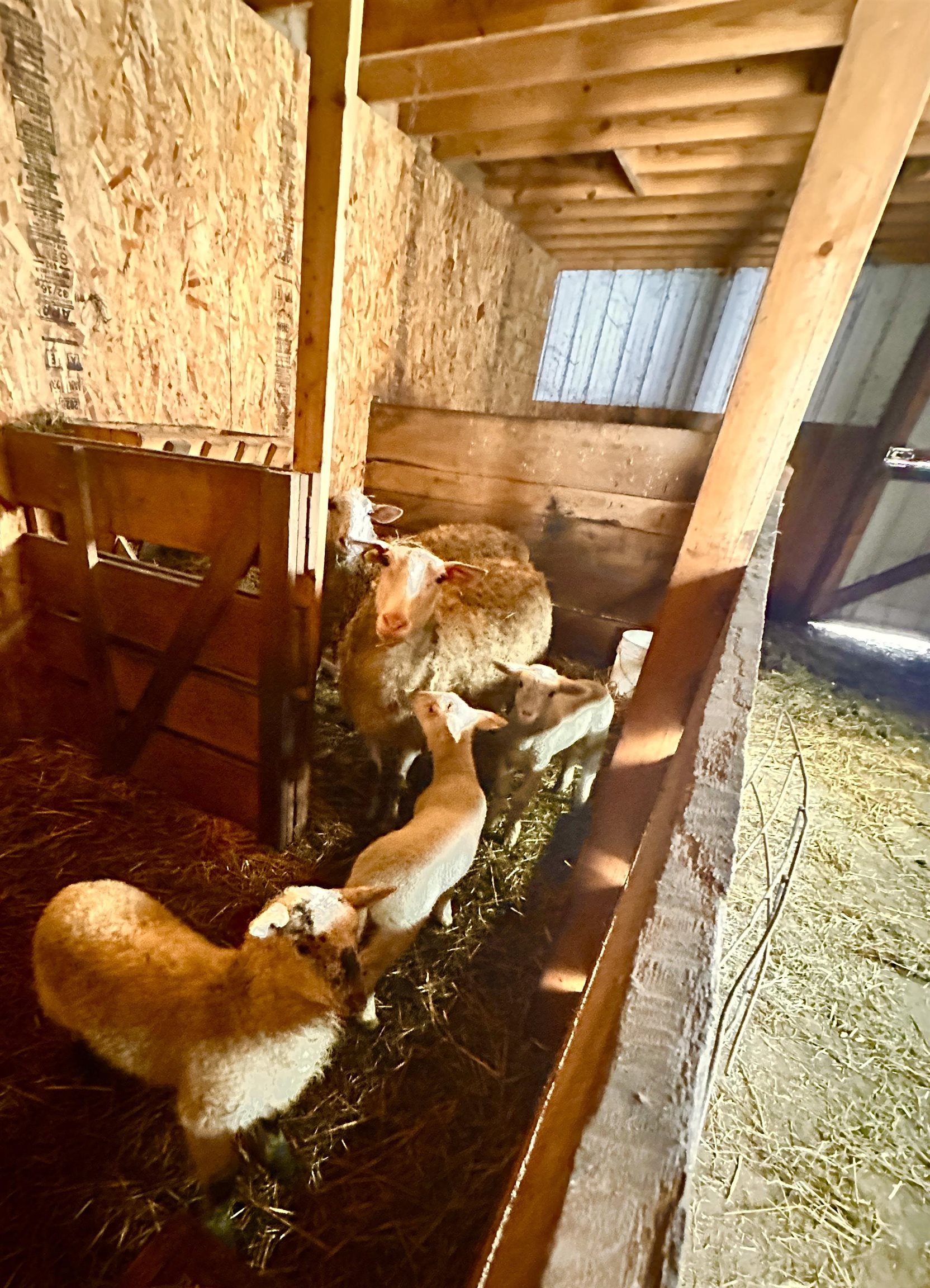 S6720 Eli Valley Road Loganville, WI 53943 - Photo 52 of 60