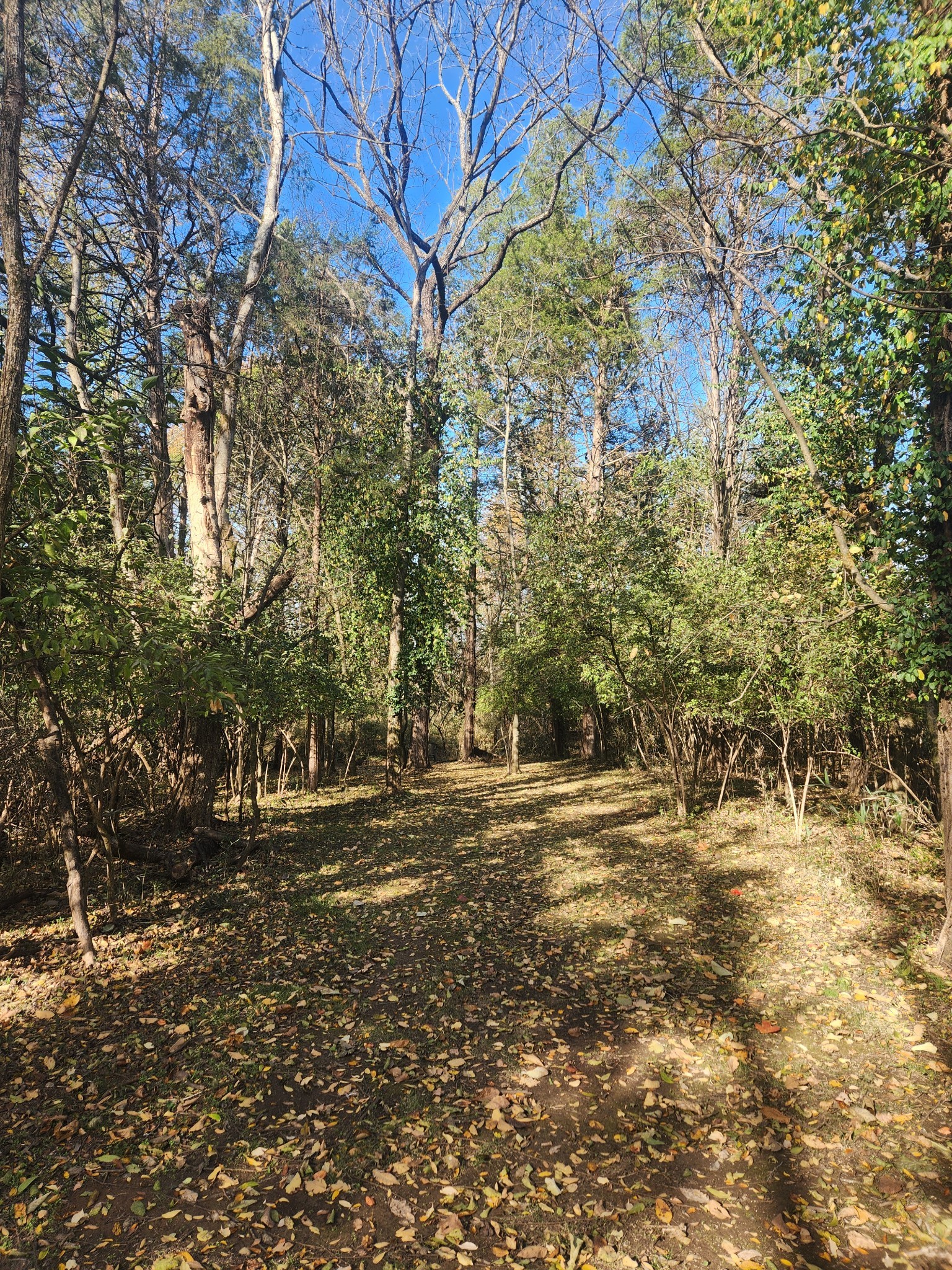 238 Ridgewater Way Mount Juliet, TN 37122 - Photo 59 of 67