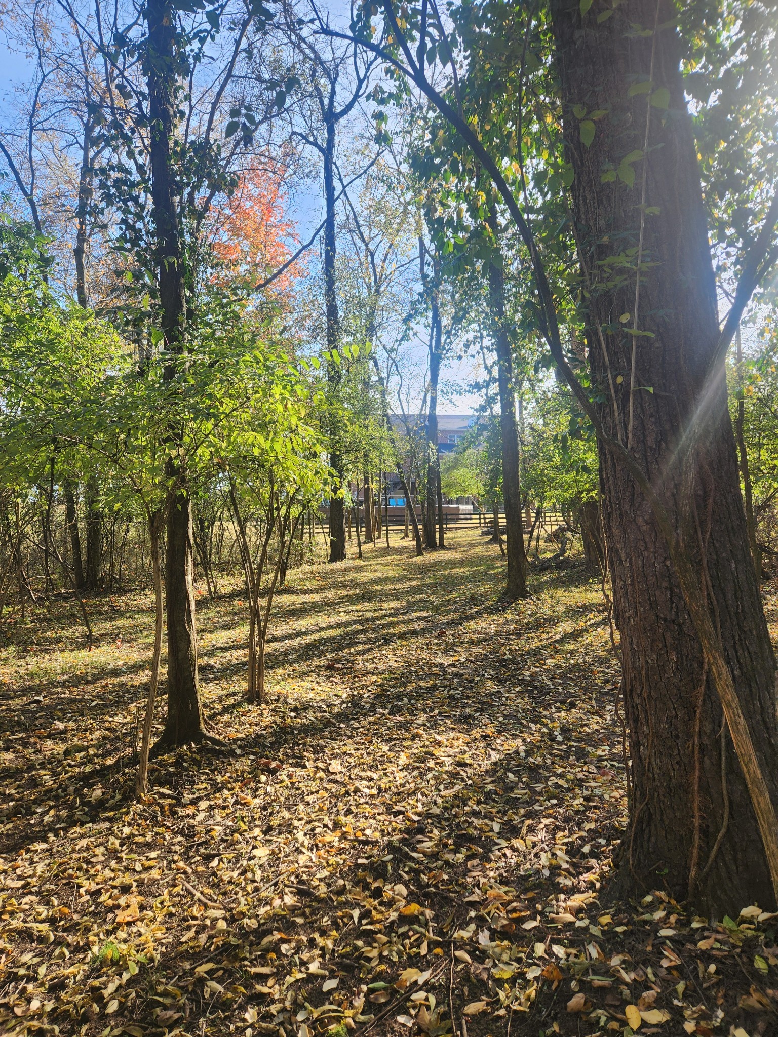 238 Ridgewater Way Mount Juliet, TN 37122 - Photo 6 of 67 a view of a yard with plants and trees