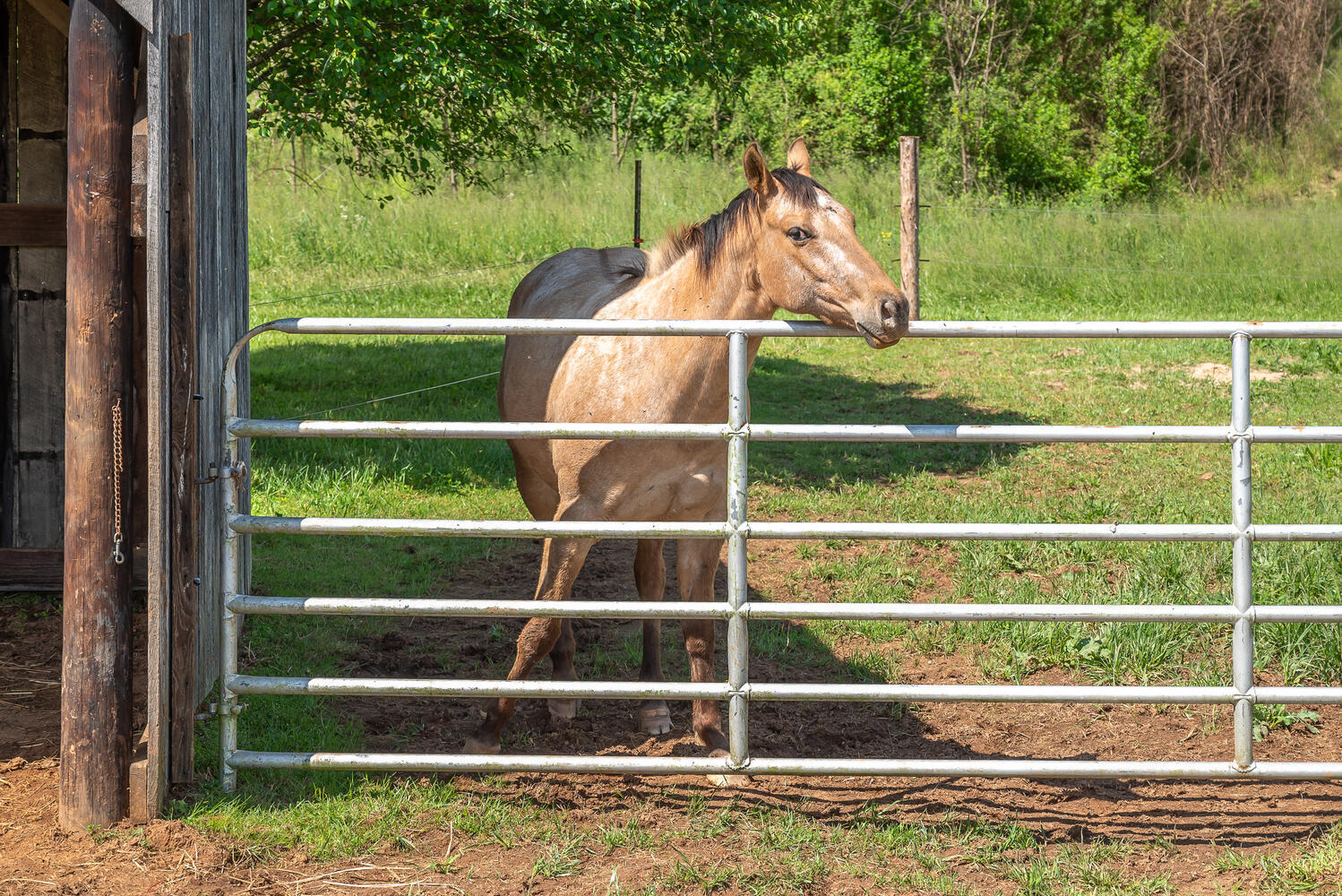 335 New Corinth Road Rutledge, TN 37861 - Photo 20 of 23 Partially Fenced