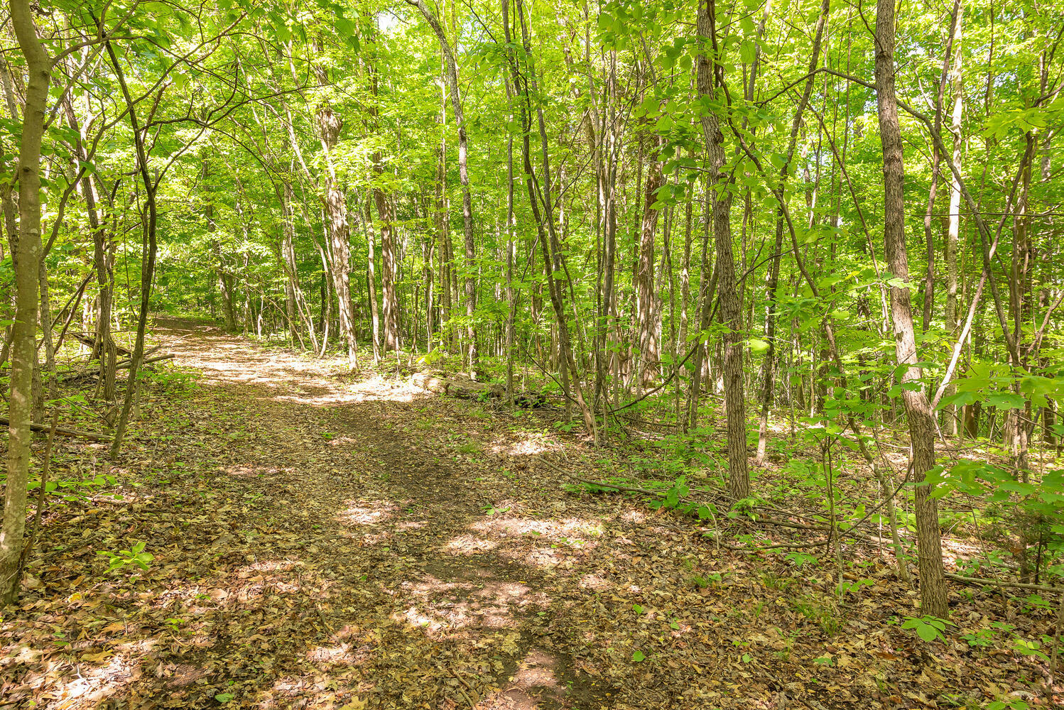 335 New Corinth Road Rutledge, TN 37861 - Photo 7 of 23 Wide Navigable Pathways