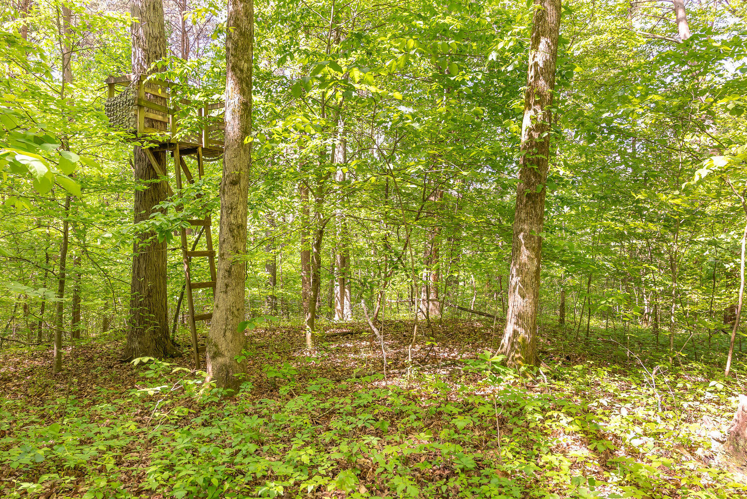 335 New Corinth Road Rutledge, TN 37861 - Photo 8 of 23 One of Several Tree Stands