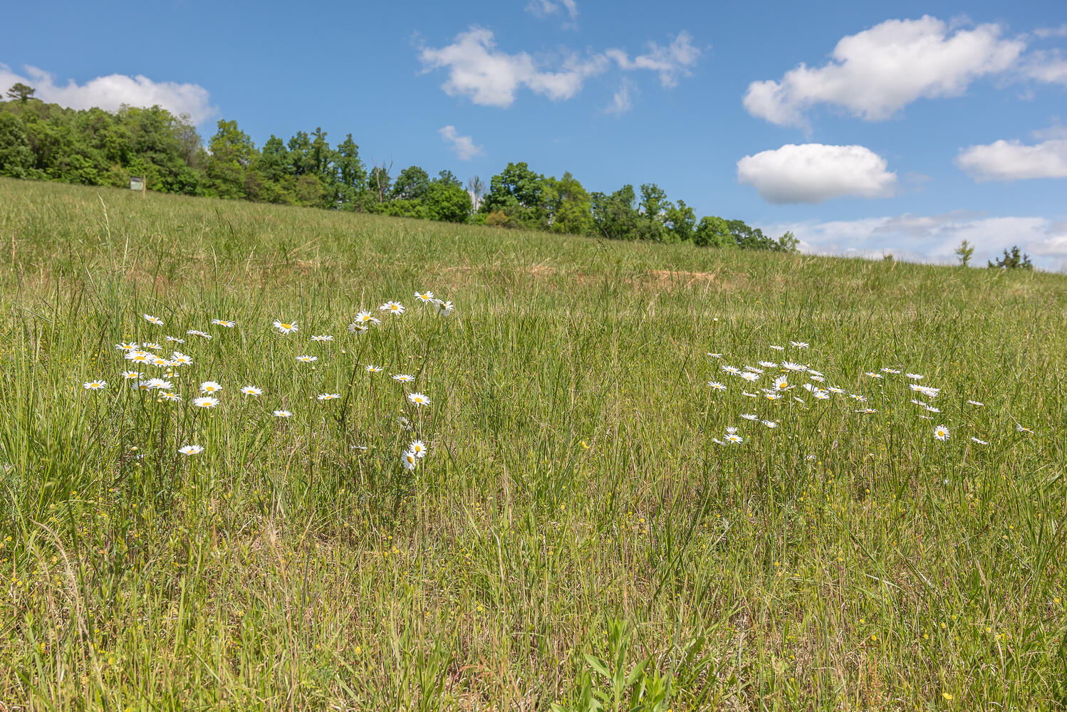 335 New Corinth Road Rutledge, TN 37861 - Photo 10 of 23 View of Hayfields