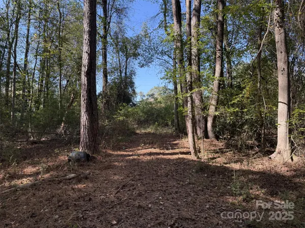 a view of a forest