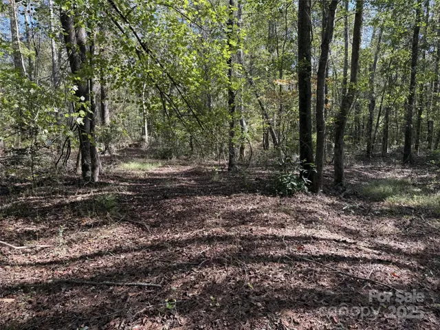 a view of a forest with trees