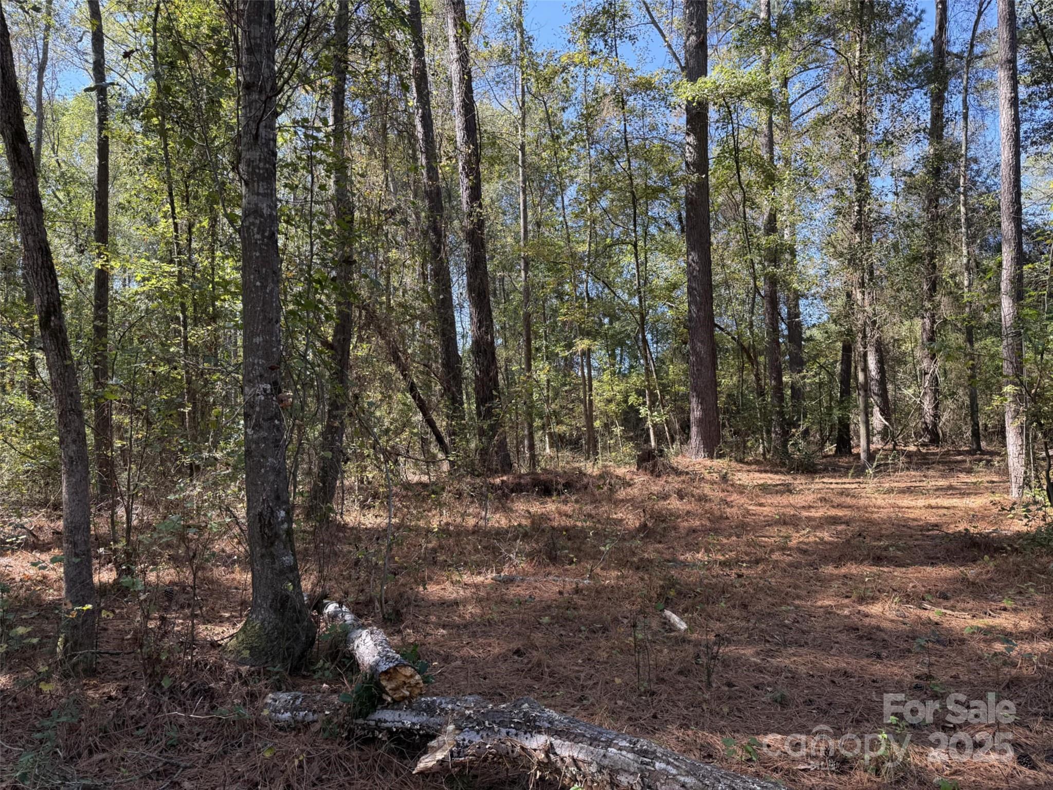 0 Short Street Morven, NC 28119 - Photo 5 of 6 a view of a forest with trees