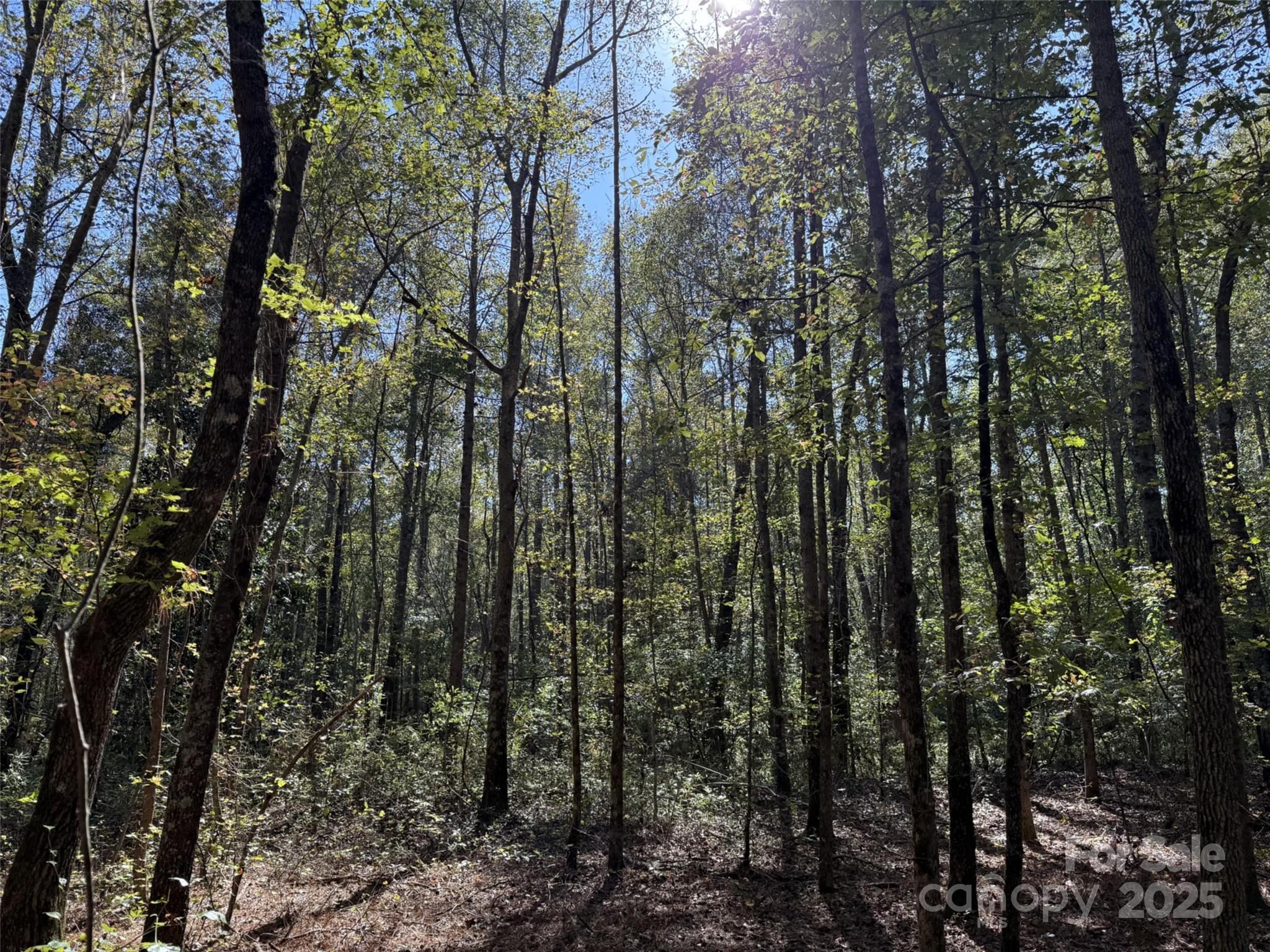 0 Short Street Morven, NC 28119 - Photo 6 of 6 a view of forest