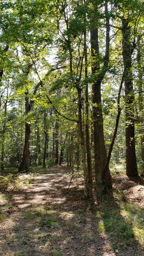 Lot 8 Wellington Neck Road, Unit 8 Franktown, VA 23354 - Photo 3 of 9
