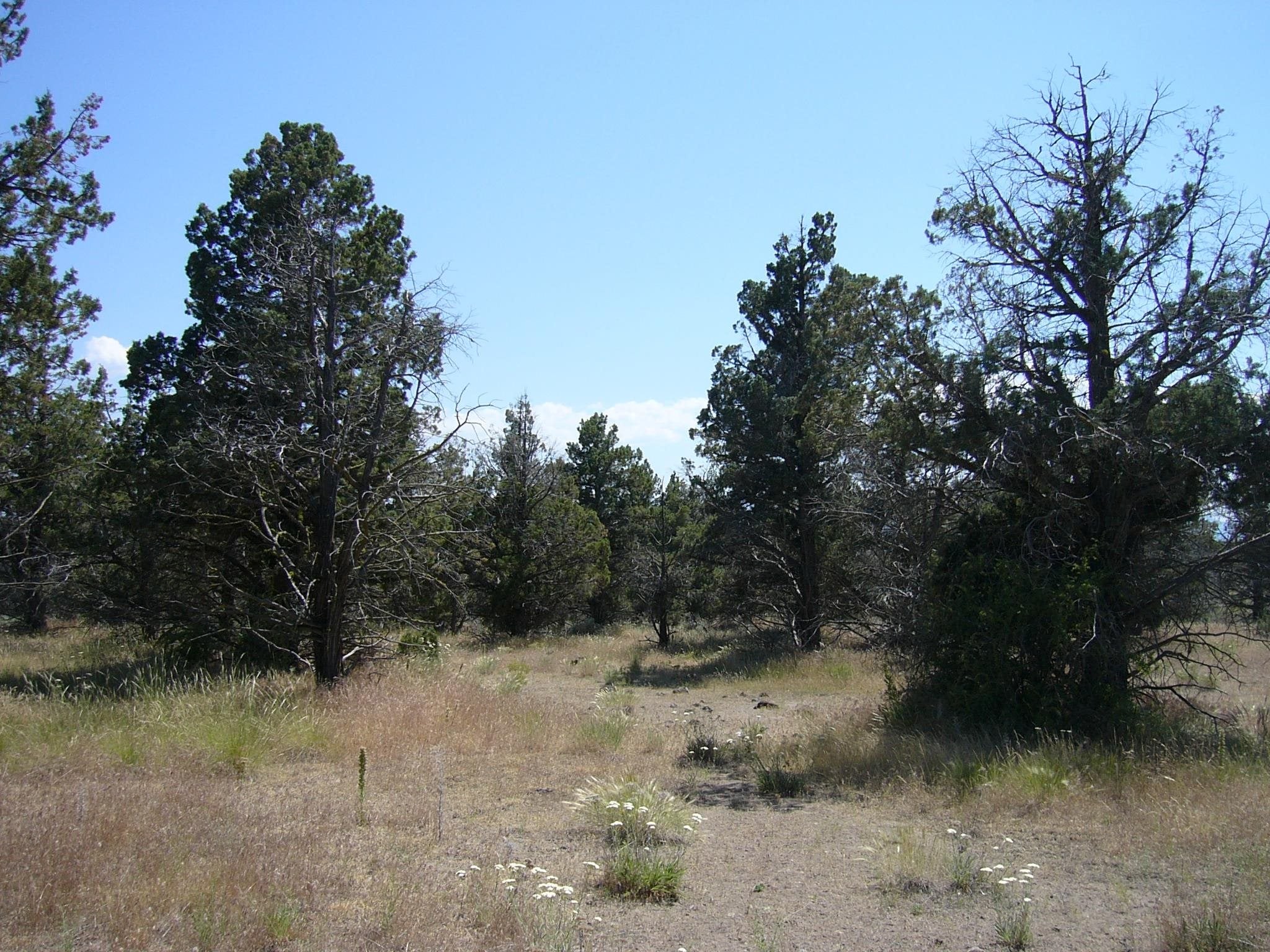 10.1 Yuba Meba Rancho Road Montague, CA 96064 - Photo 14 of 23 Gallery Image 14