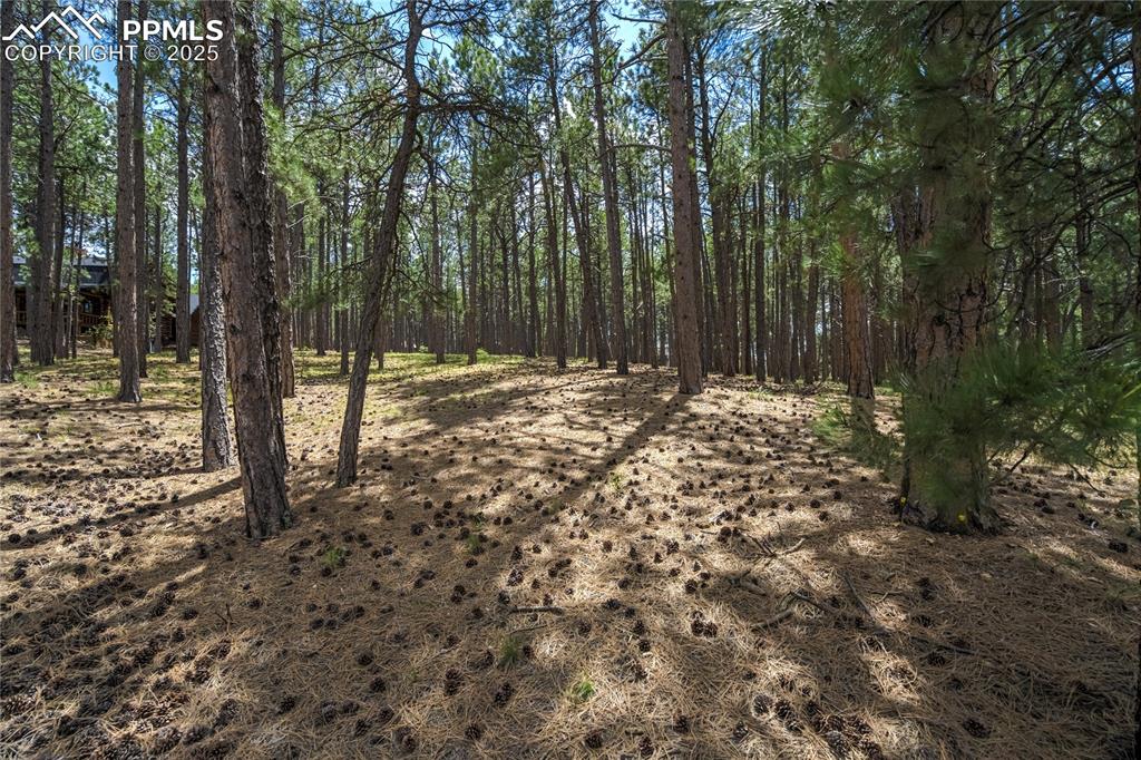 17960 Smugglers Road Monument, CO 80132 - Photo 2 of 31 a view of a yard with trees