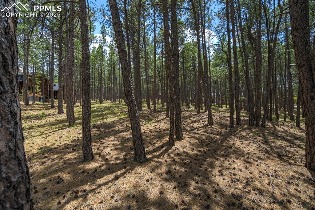 17960 Smugglers Road Monument, CO 80132 - Photo 3 of 31 a view of forest