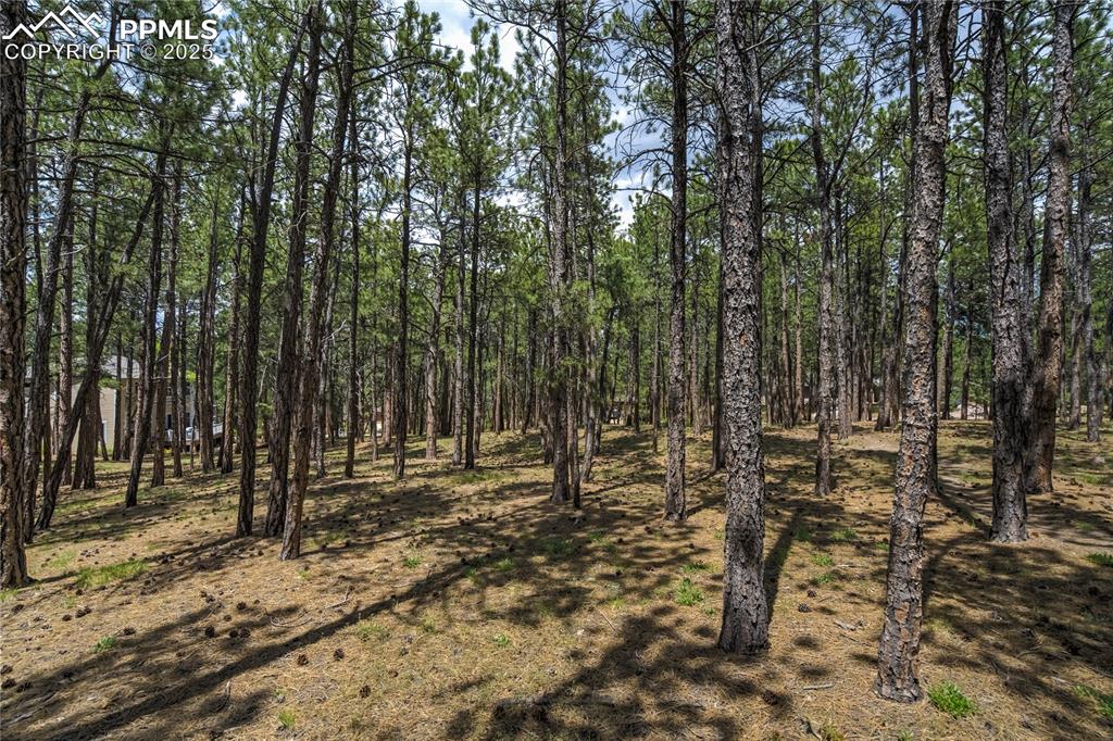17960 Smugglers Road Monument, CO 80132 - Photo 5 of 31 a view of outdoor space with trees