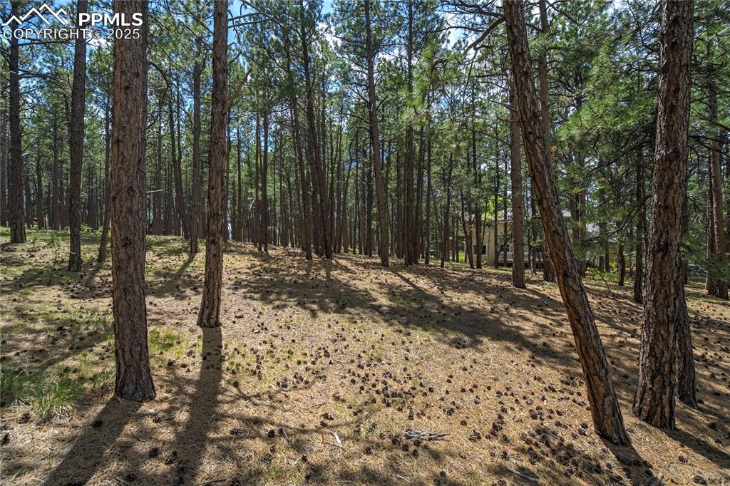17960 Smugglers Road Monument, CO 80132 - Photo 7 of 31 a view of outdoor space with lots of trees