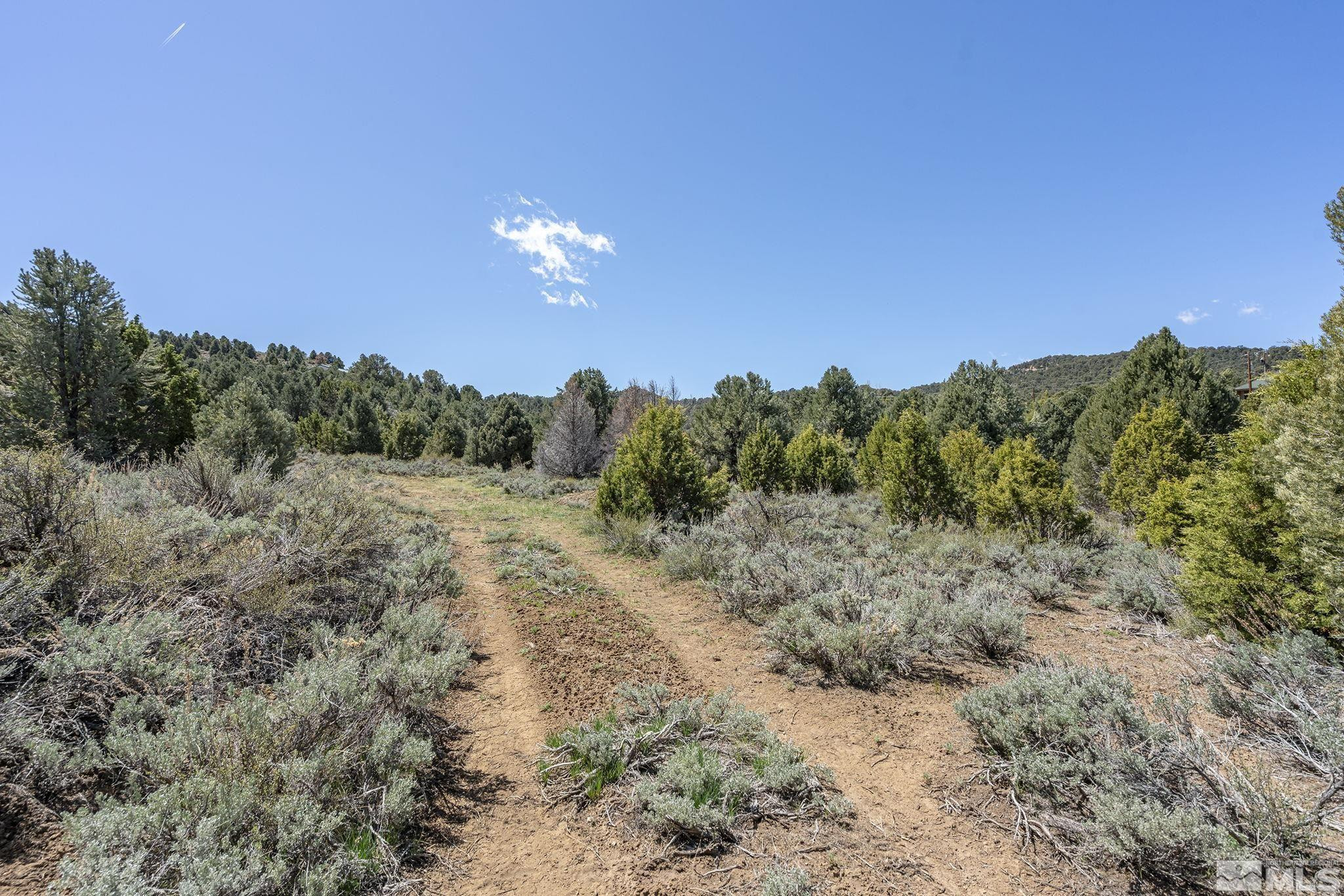 a view of a dry yard with large trees
