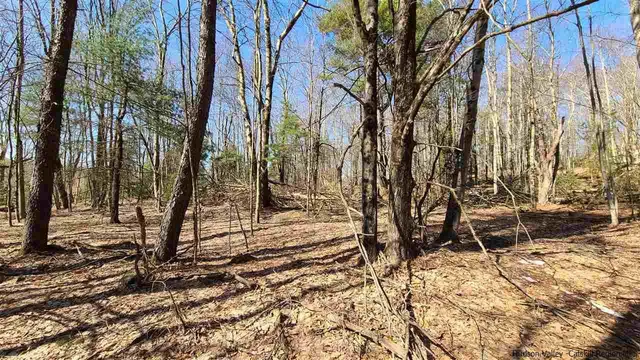 a view of park with large trees
