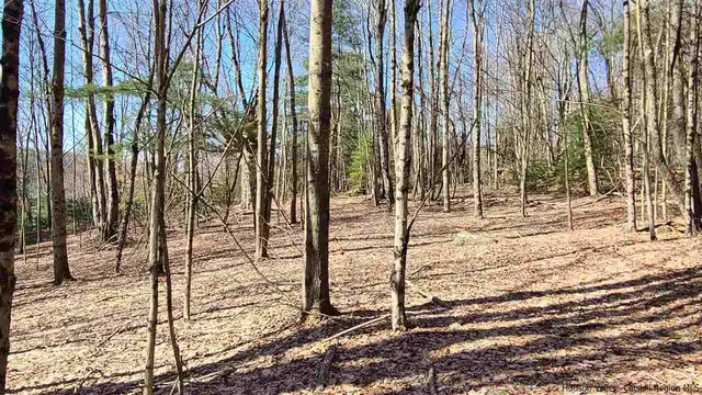 a view of a yard with plants and trees