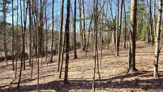 a view of a backyard with trees