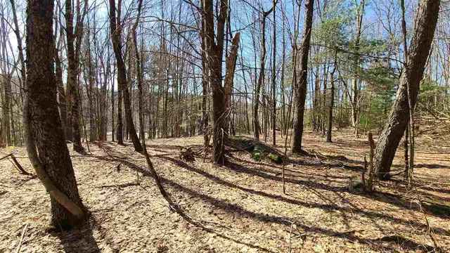 a view of a backyard with large trees