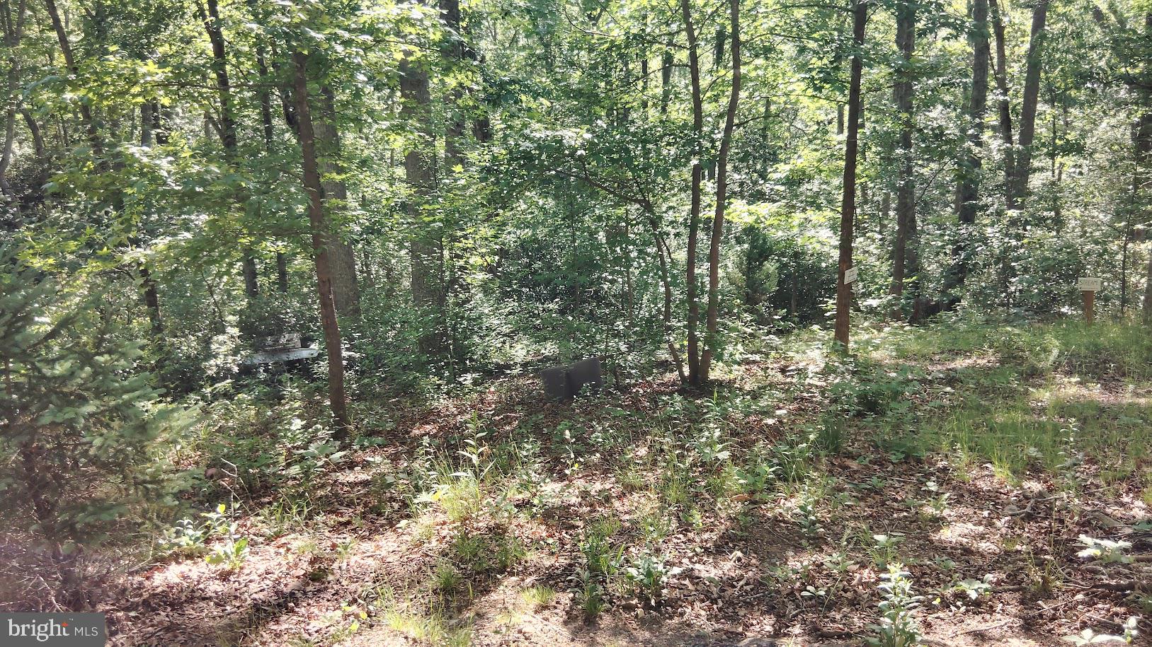 13025 Thunder Road King George, VA 22485 - Photo 13 of 34 Lush woodland retreat awaits exploration.