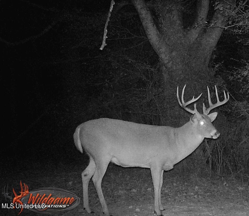 1 Livingston Vernon Road Flora, MS 39071 - Photo 11 of 25 48F3861D-331C-48A9-B8E4-BA9F9D4D4223_1_1