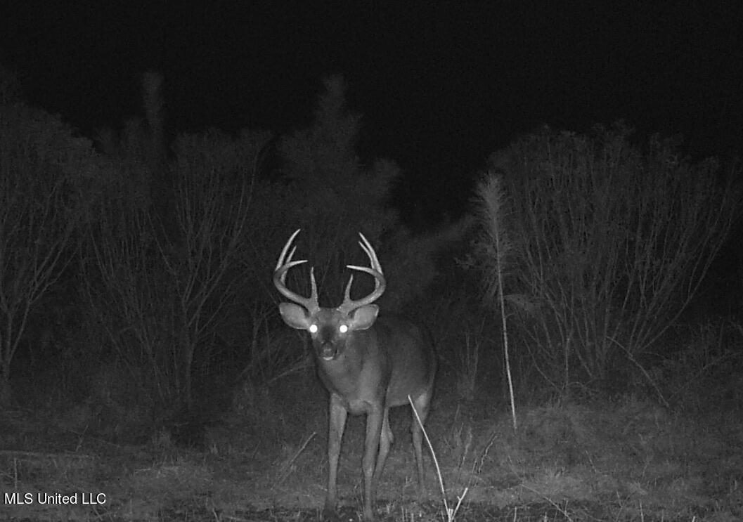 1 Livingston Vernon Road Flora, MS 39071 - Photo 23 of 25 0F1D2478-29AC-4101-A055-F4A708459936_1_1