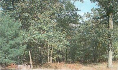 9372 North Centerline Road Bitely, MI 49309 - Photo 1 of 1 Primary Photo