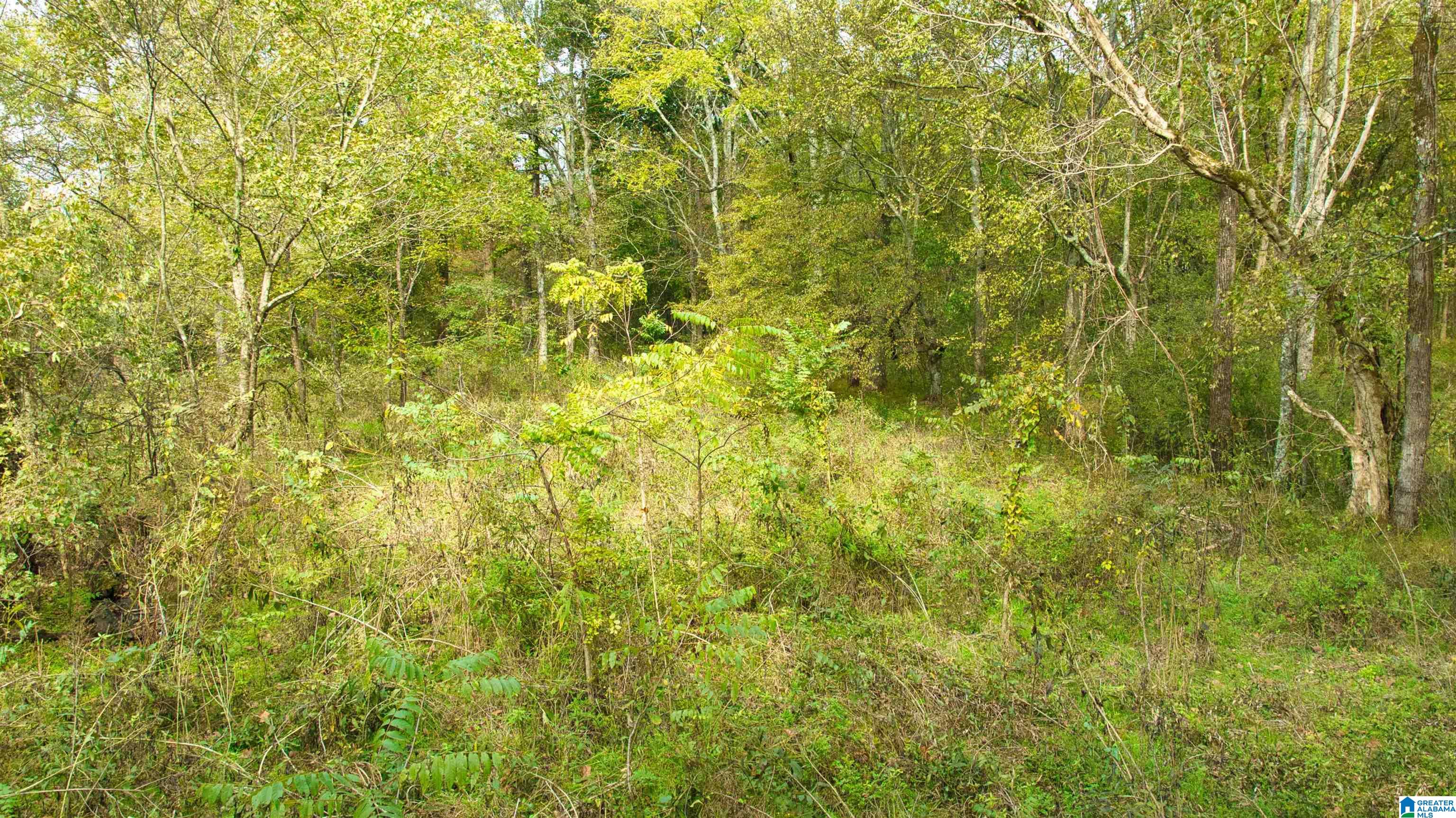 0 South Love Branch Road Toney, AL 35773 - Photo 17 of 26