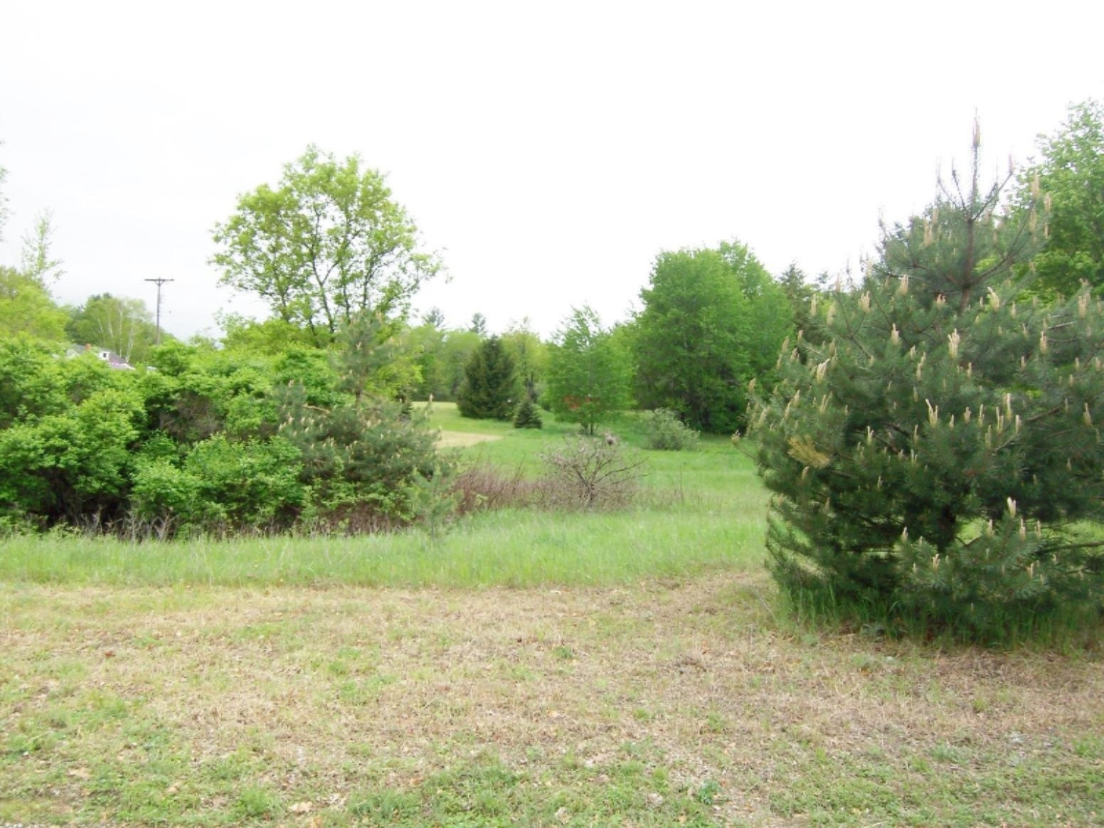 Lot 24 Ridge Road Evart, MI 49631 - Photo 2 of 12 000_0586