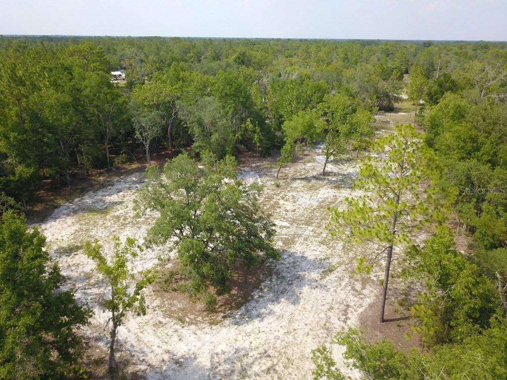 Northwest 1st Street Branford, FL 32008 - Photo 5 of 15 a view of a forest with a tree