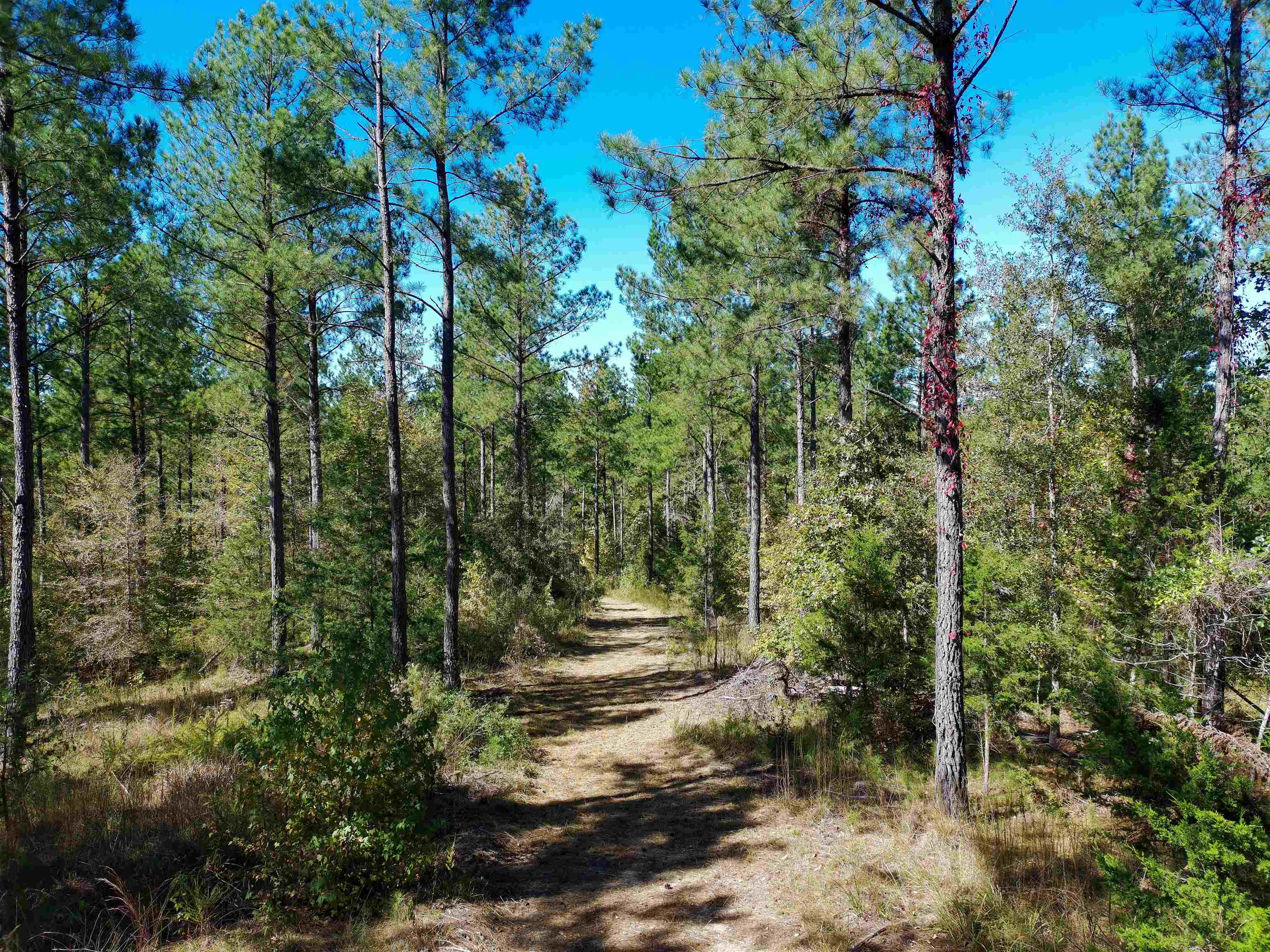 0 Fields Road Pauline, SC 29374 - Photo 4 of 12