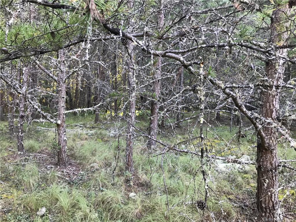 0 Us 74 Highway Sylva, NC 28779 - Photo 22 of 26 a view of a yard with a tree