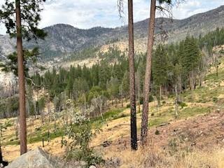 52358 Elder Road, Unit 52 Big Creek, CA 93605 - Photo 35 of 38 a view of a forest with a tree