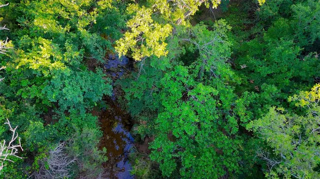 a view of a park with a tree