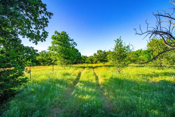 a view of a garden with a flower
