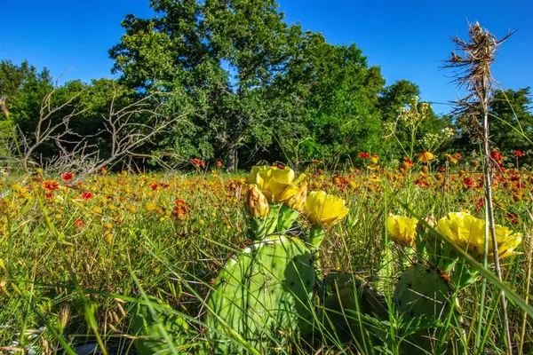 a view of a yard with plants