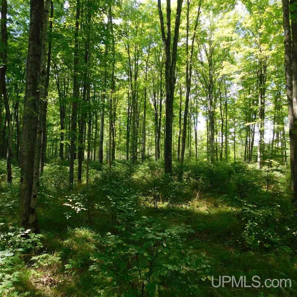 Tbd Off Solberg Lake Road Felch, MI 49831 - Photo 5 of 9