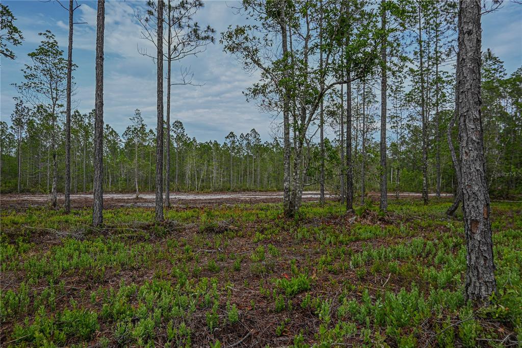 Northeast 150th Avenue Road Fort McCoy, FL 32134 - Photo 29 of 48 Gallery Image 29