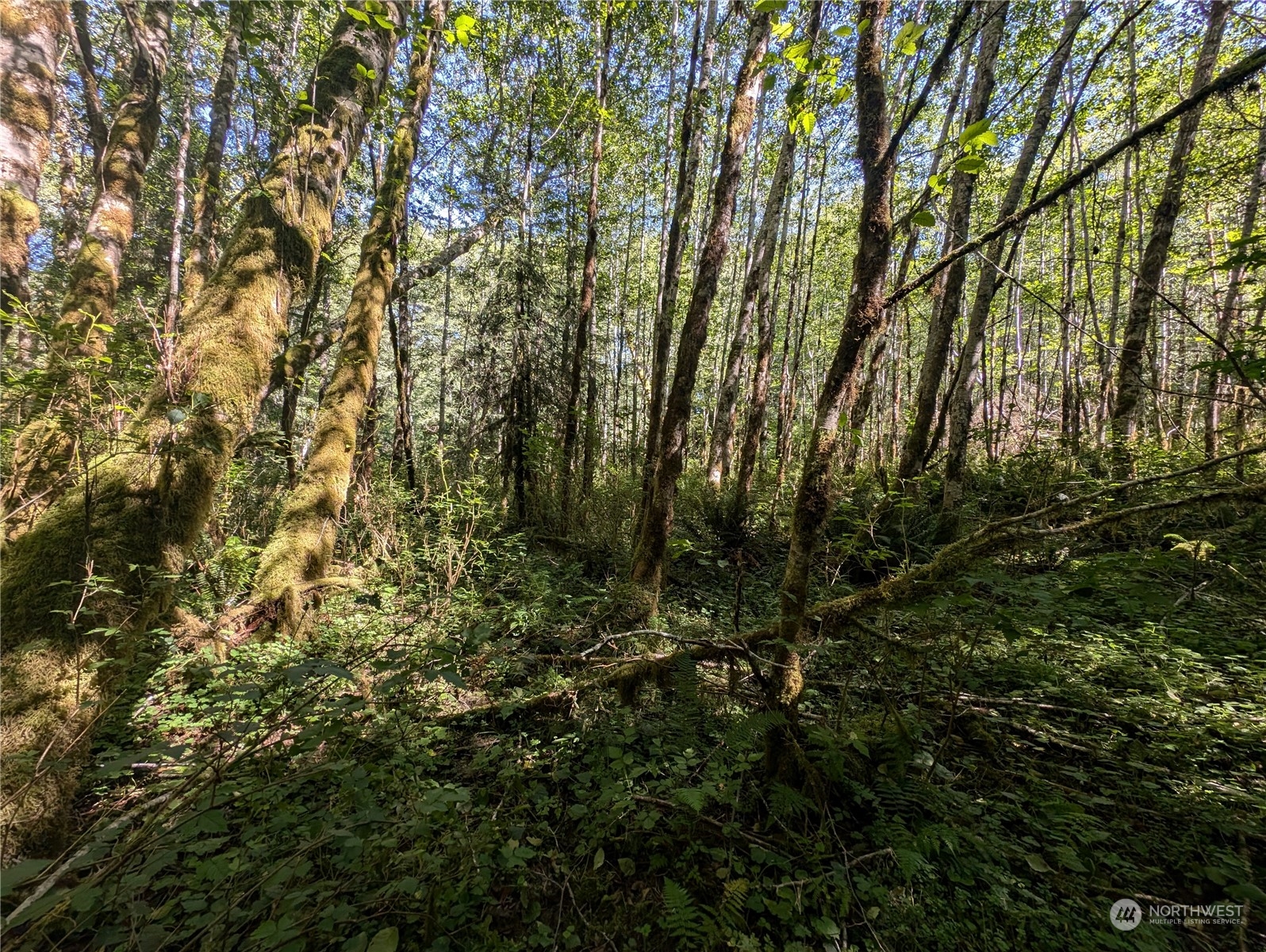 99993 Dowan Creek Road Forks, WA 98331 - Photo 15 of 40