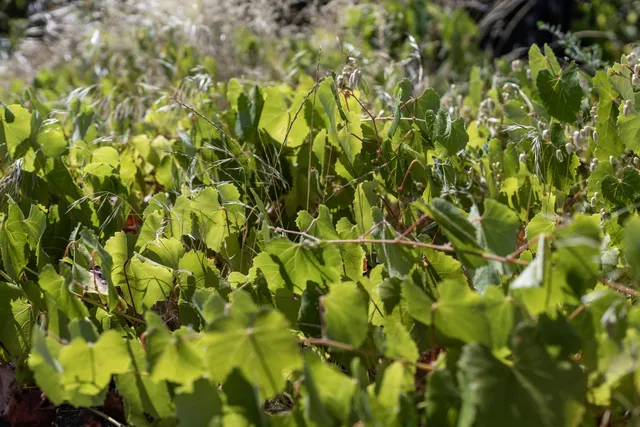 $95,000 | 15388 Shadow Mountain Lane, Shasta, CA 96087