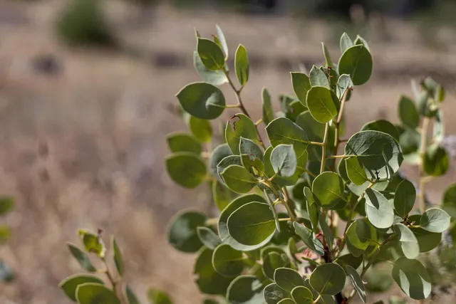 $95,000 | 15388 Shadow Mountain Lane, Shasta, CA 96087