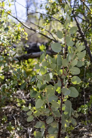 $95,000 | 15388 Shadow Mountain Lane, Shasta, CA 96087