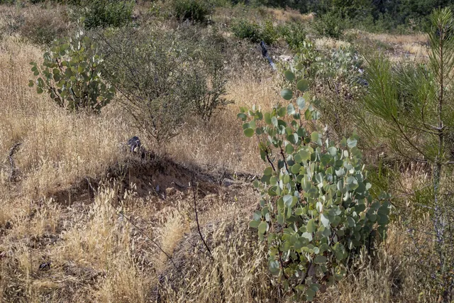 $95,000 | 15388 Shadow Mountain Lane, Shasta, CA 96087