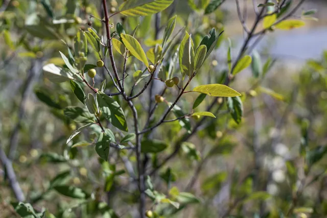 $95,000 | 15388 Shadow Mountain Lane, Shasta, CA 96087