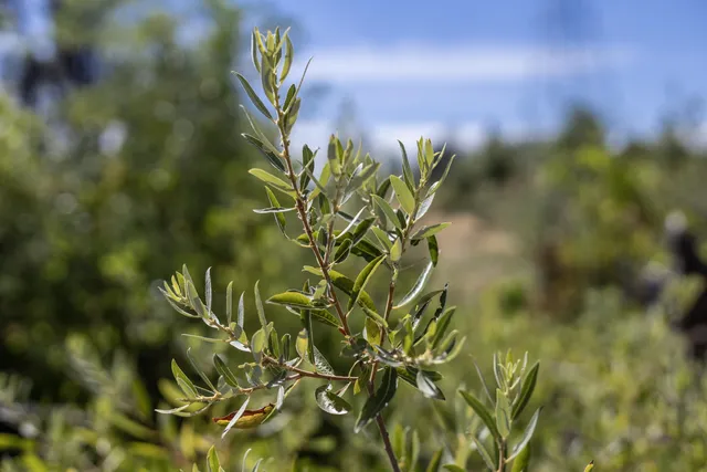 $95,000 | 15388 Shadow Mountain Lane, Shasta, CA 96087