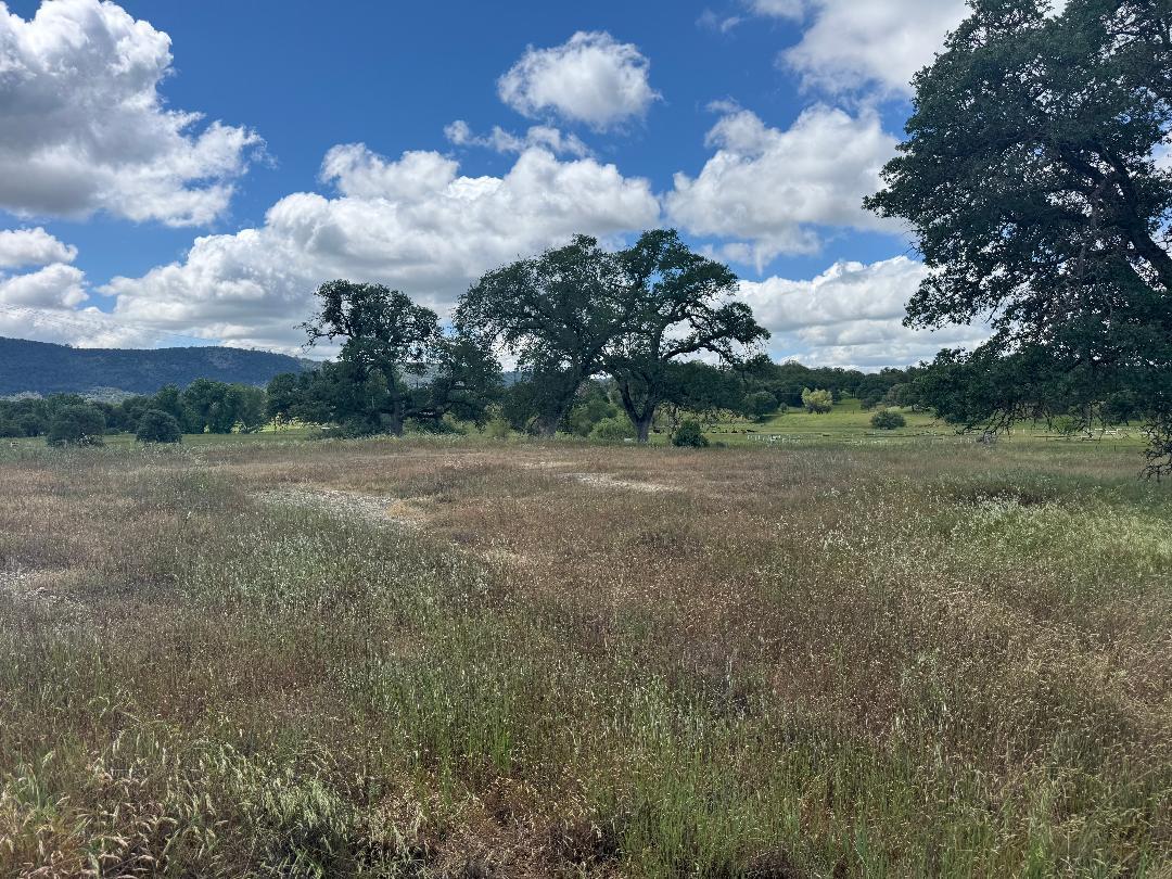 3084 Little John Road Copperopolis, CA 95228 - Photo 4 of 15 a view of a big yard with large trees