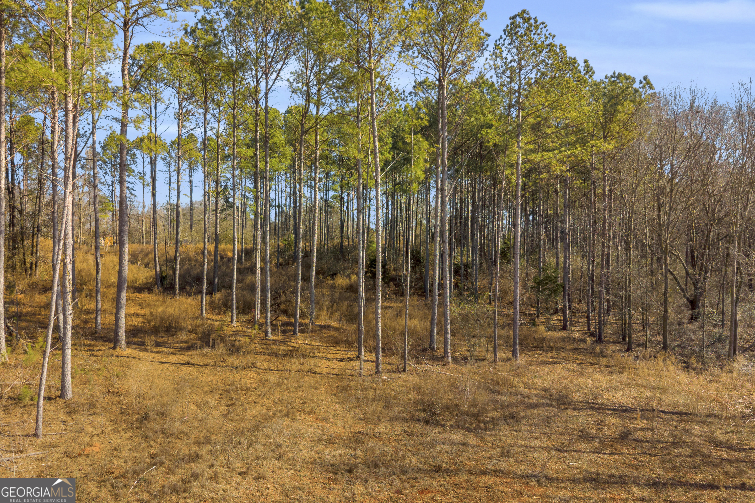 0 Noah Crow Road Royston, GA 30662 - Photo 20 of 29 a view of outdoor space with trees