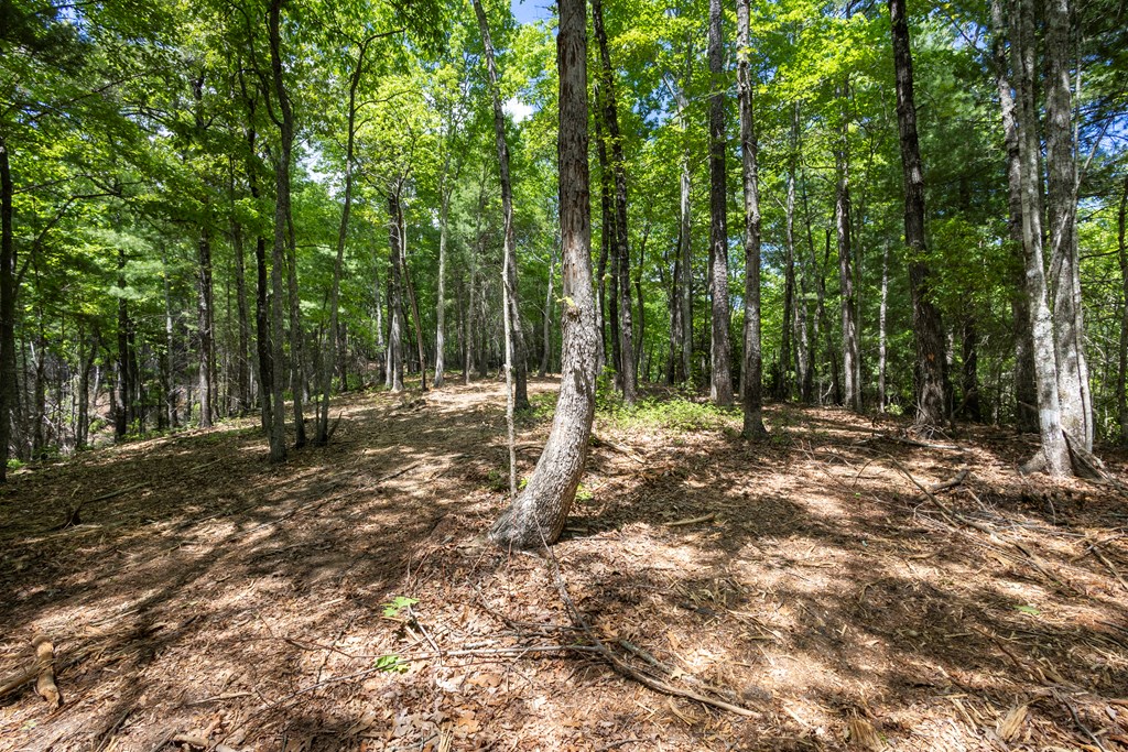 4.3-ac Donley Road Murphy, NC 28906 - Photo 9 of 14